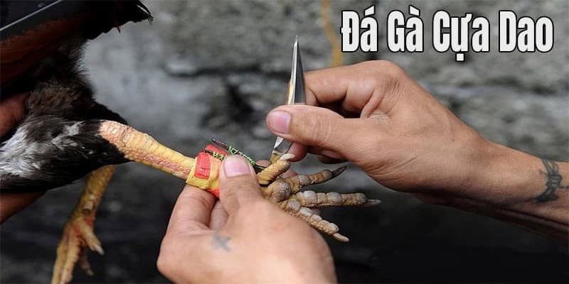 đá gà