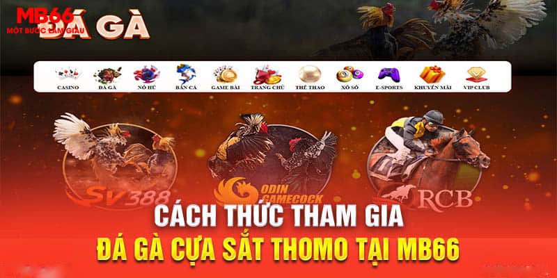 đá gà cựa sắt Thomo