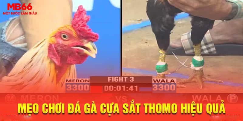 đá gà cựa sắt Thomo